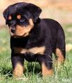 pure breed rotweiller for sale