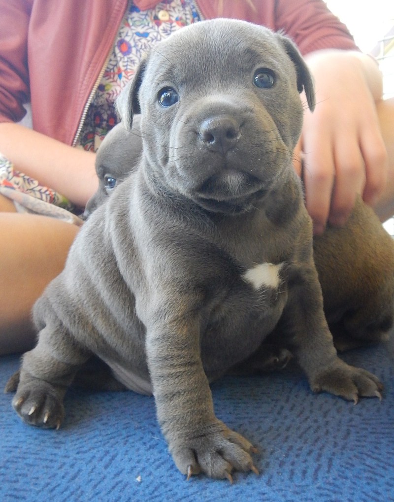 purebred-staffy-pups-for-sale